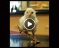 The Fantasy World of Animals