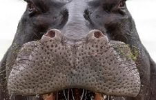 98 226x145 - A Giant Hippo