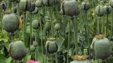 گسترش بی‌سابقه مزارع تریاک در بلوچستان پاکستان و سیستان ایران