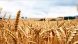 وعدۀ والی کاپیسا جهت رفع مشکلات زراعت!