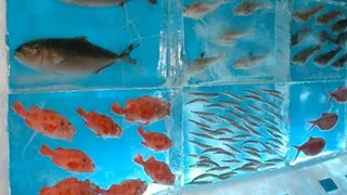 اکواریوم یخ زده در جاپان+تصاویر