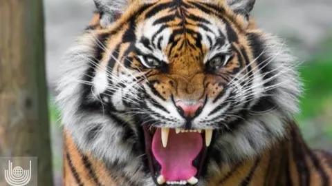 سکته قلبی 12 بوزینه براثر وحشت از ببر جنگل!