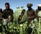 چراغ سبز پنهانی طالبان به جنوب؛ کشت مخفیانه کوکنار زیر سایه دیوارهای کندهار و هلمند