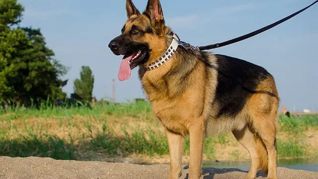 خوردن گوشت سگ در کوریای جنوبی ممنوع خواهد شد!