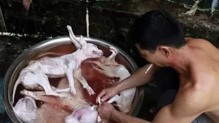 خوردن سگ‌ها در کوریای جنوبی ممنوع شد