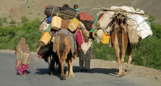 هجوم بی‌سابقه کوچی‌ها به ولایت پنجشیر در سایه بی‌توجهی حکومت طالبان