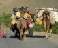 شعلهور شدن مجدد منازعات قومی و ملکی میان کوچیها و دهاقین در مرکز افغانستان