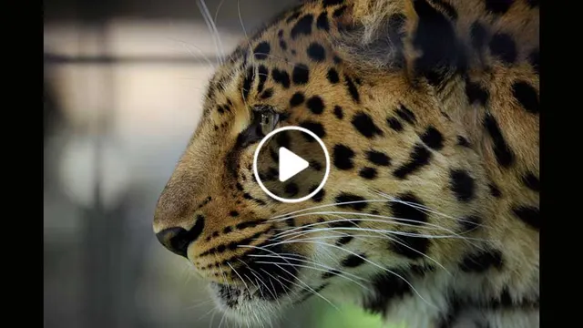 ویدیو/ پلنگی که به طعمه اش رحم کرد