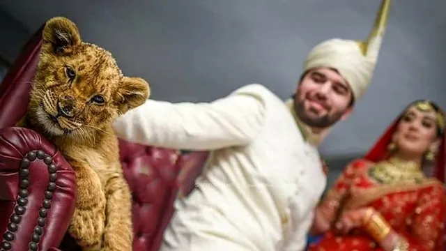 سوءاستفاده از حیوانات کمیاب در مراسم های ازدواج پاکستانی ها