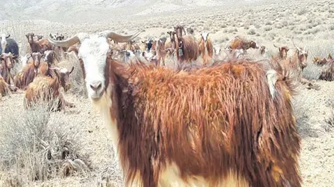 مجازاتی عجیب برای دزدین یک بز! + عکس!