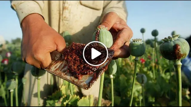 ویدیو/ رونق تولید مواد مخدر در هلمند