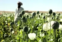 پیشنهاد یوناما برای حمایت از زارعان افغان در برابر مواد مخدر