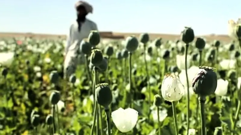 پیشنهاد یوناما برای حمایت از زارعان افغان در برابر مواد مخدر