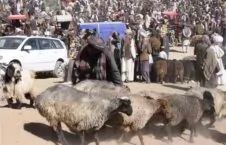 هشدار جدی درباره شیوع تب کانگو همزمان با عید قربان در افغانستان