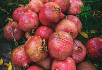 بحران باغداران قندهار؛ نابودی بخش عمده حاصلات انار امسال