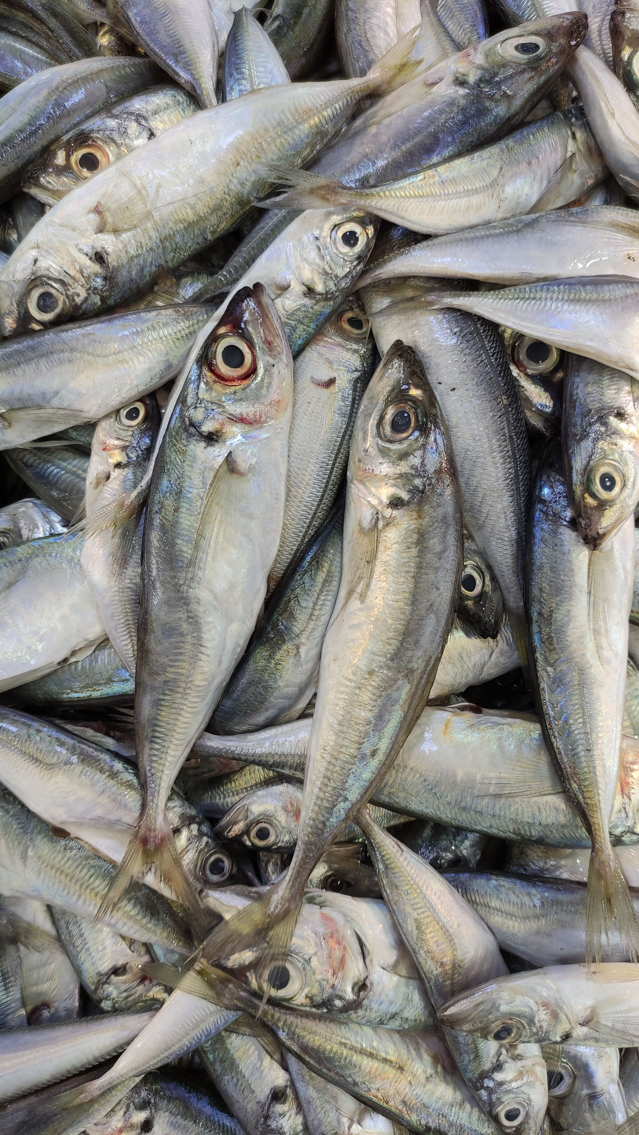 Fish Prices Soar in Nangarhar Amid Torkham Border Closure