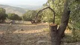 ادامه قطع جنگلات در شماری از ولسوالی های ننگرهار